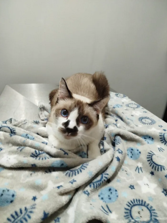 Gato ra a SRD-ViraLata idade 2 anos nome Romeu 