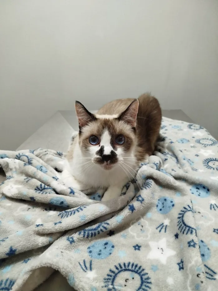 Gato ra a SRD-ViraLata idade 2 anos nome Romeu 