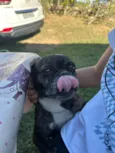 Bulldog