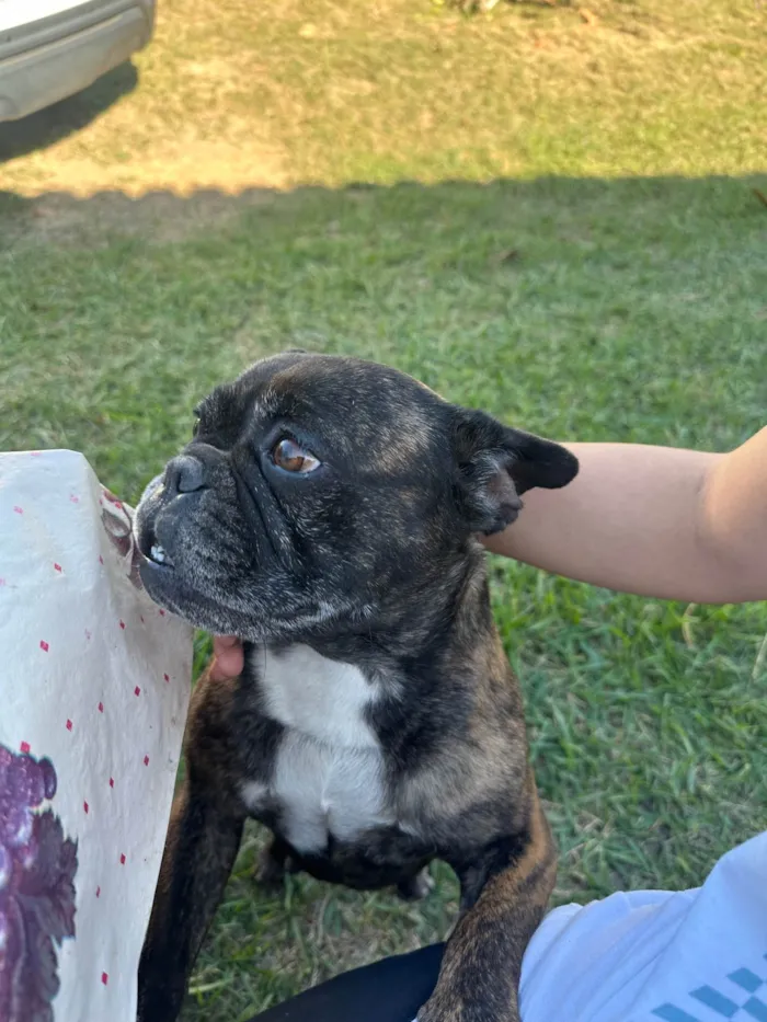 Cachorro ra a Bulldog idade 6 ou mais anos nome Bulldog