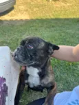 Bulldog