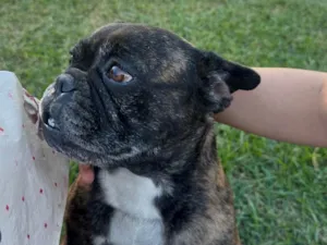 Cachorro raça Bulldog idade 6 ou mais anos nome Bulldog