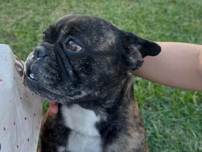 Cachorro raça Bulldog idade 6 ou mais anos nome Bulldog