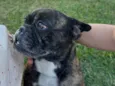 Bulldog