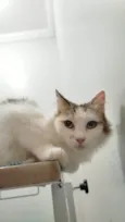 Amora 