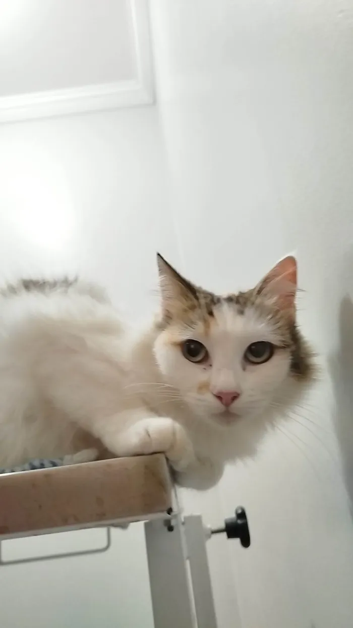 Gato ra a SRD-ViraLata idade 2 anos nome Amora 