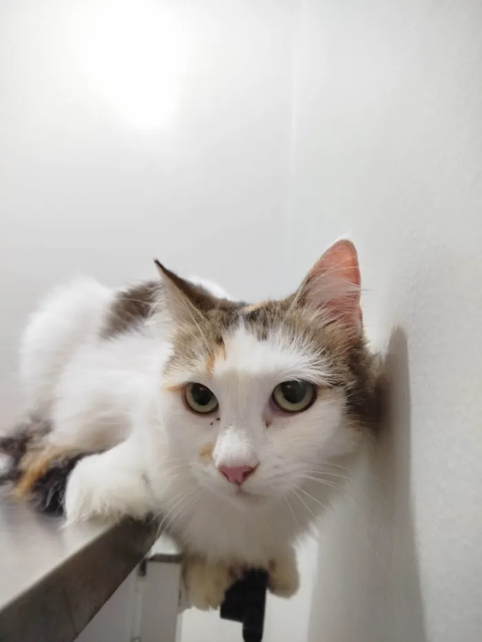Gato ra a SRD-ViraLata idade 2 anos nome Amora 
