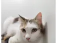 Amora 