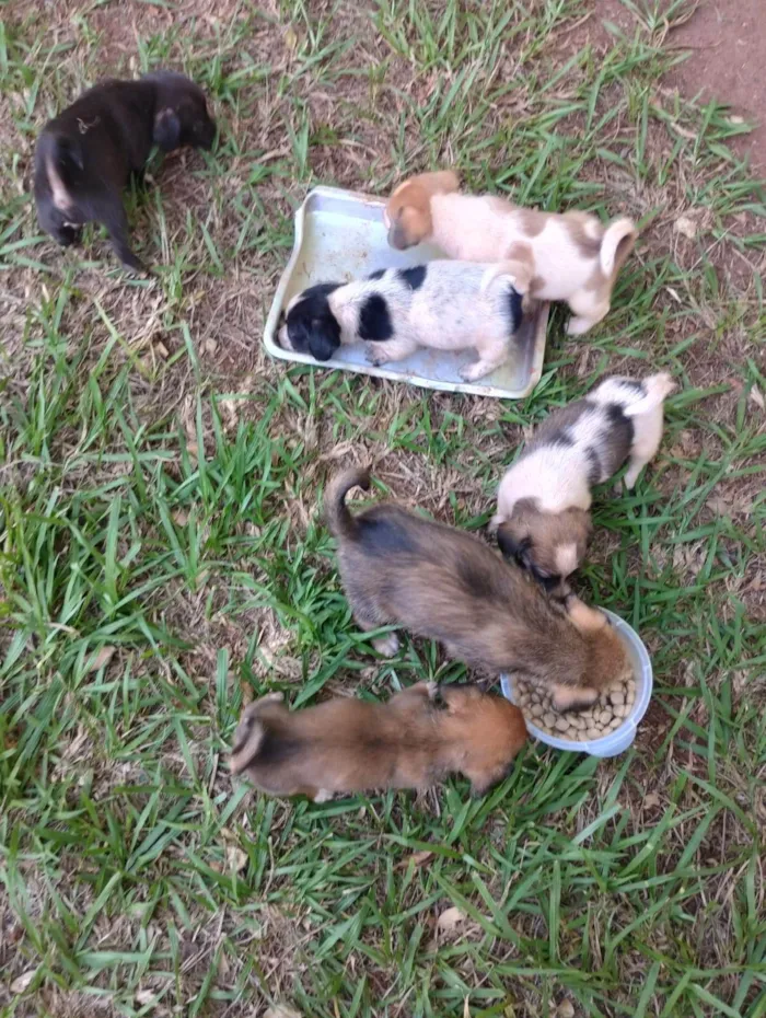 Cachorro ra a SRD-ViraLata idade 2 a 6 meses nome Não tem nome