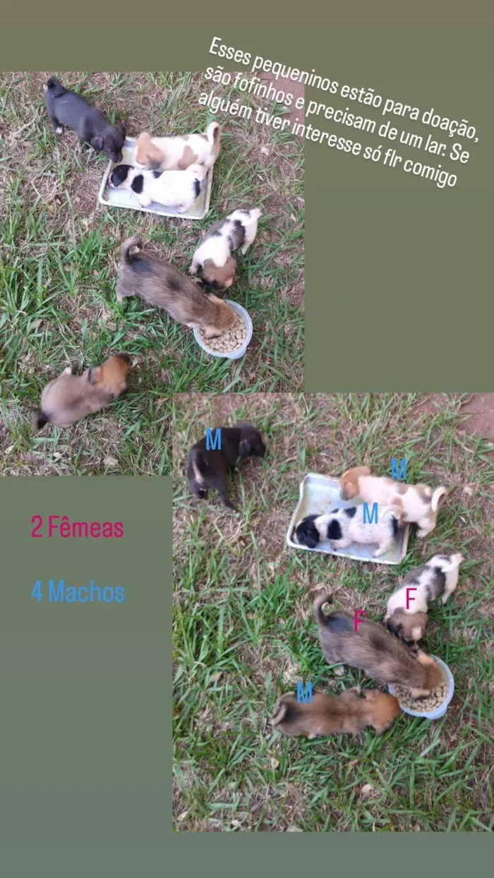 Cachorro ra a SRD-ViraLata idade 2 a 6 meses nome Não tem nome