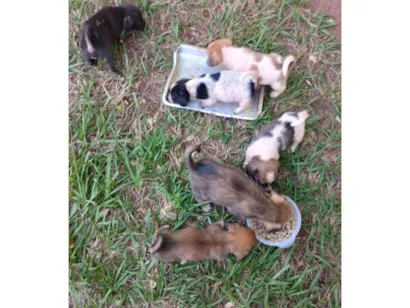 Cachorro raça SRD-ViraLata idade 2 a 6 meses nome Não tem nome
