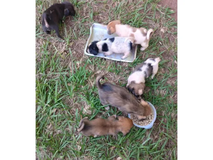 Cachorro ra a SRD-ViraLata idade 2 a 6 meses nome Não tem nome