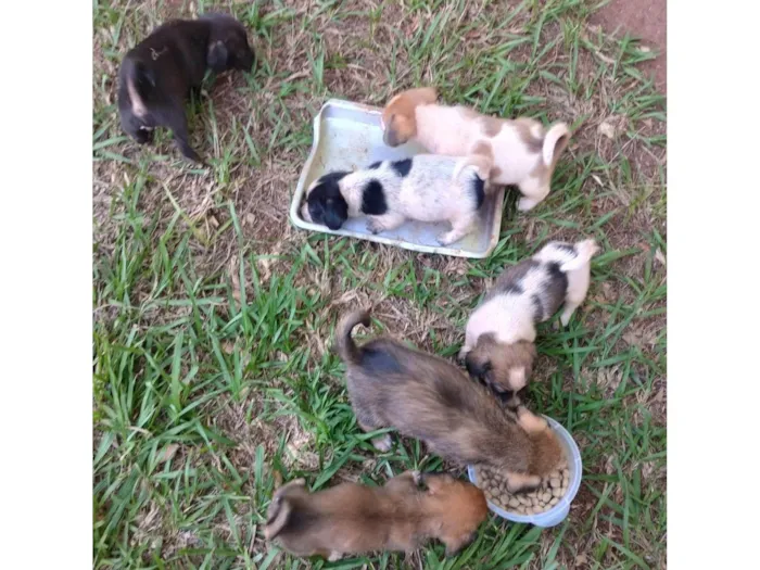 Cachorro ra a SRD-ViraLata idade 2 a 6 meses nome Não tem nome