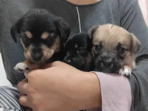 Cachorro raça SRD-ViraLata idade Abaixo de 2 meses nome ANDERSON APARECIDO DOS SANTOS