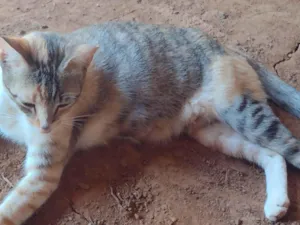 Gato raça SRD-ViraLata idade 3 anos nome Não há nome escolhido.