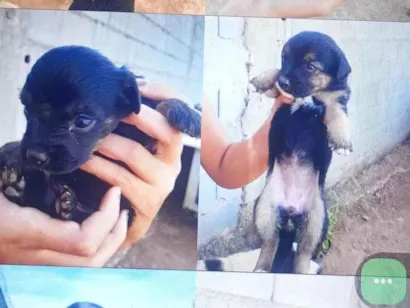 Cachorro raça SRD-ViraLata idade 2 a 6 meses nome Thayla 