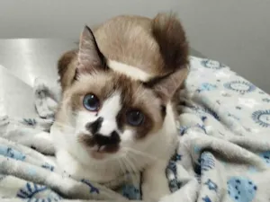 Gato raça SRD-ViraLata idade 2 anos nome Romeu 
