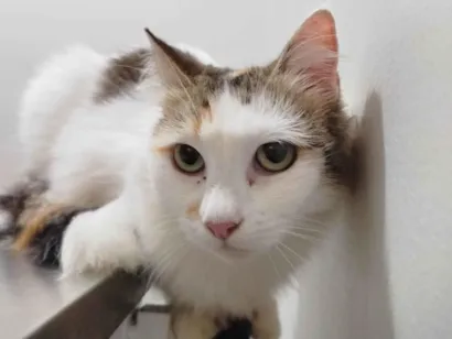 Gato raça SRD-ViraLata idade 2 anos nome Amora 
