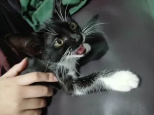 Gato raça Exótico idade 2 a 6 meses nome Nenhum