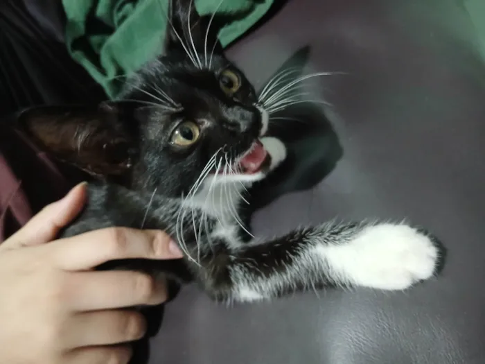 Gato ra a Exótico idade 2 a 6 meses nome Nenhum
