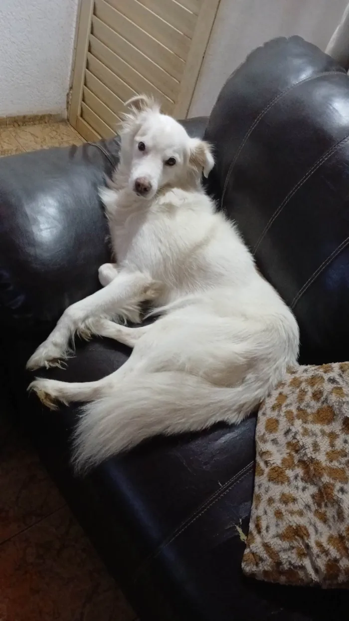 Cachorro ra a SRD-ViraLata idade 6 ou mais anos nome Bolt