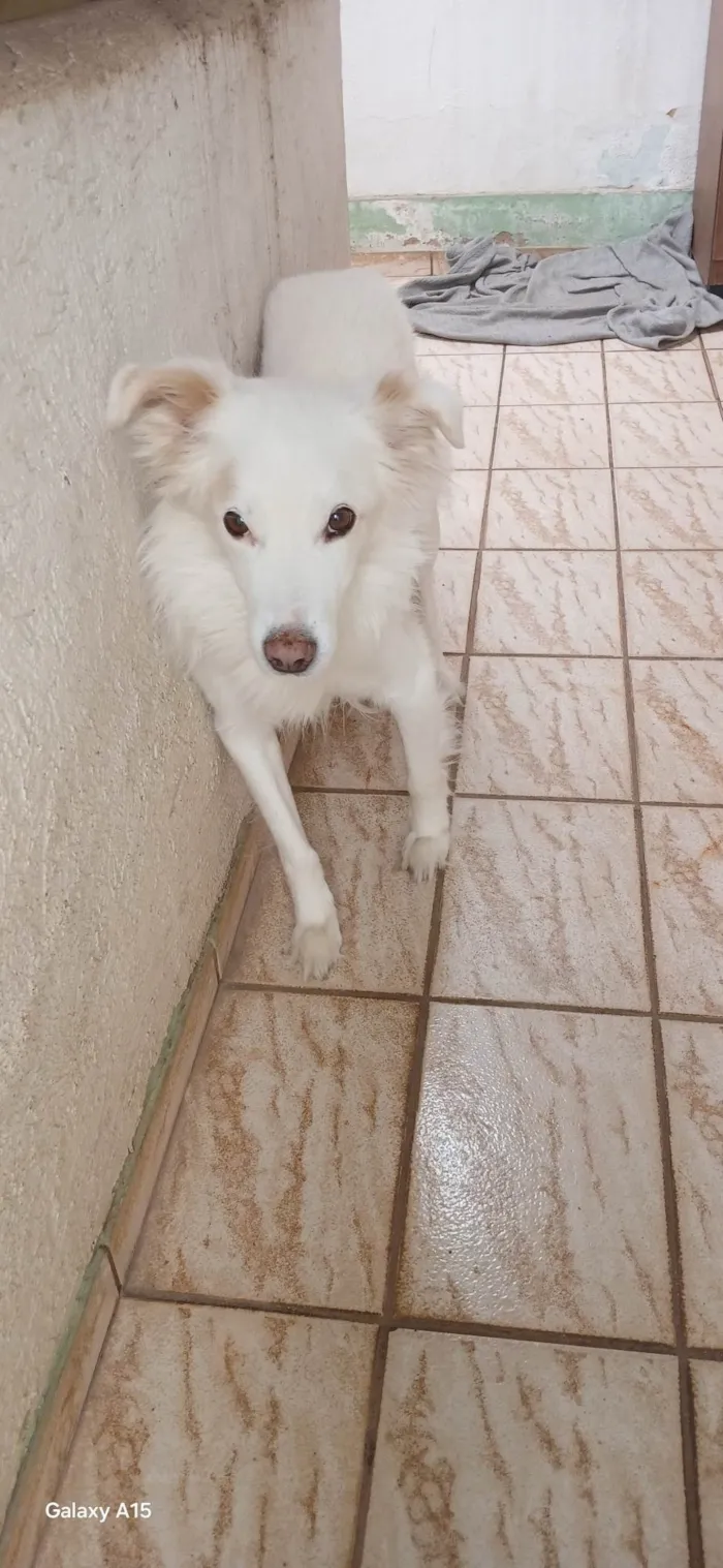 Cachorro ra a SRD-ViraLata idade 6 ou mais anos nome Bolt