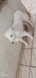 Bolt