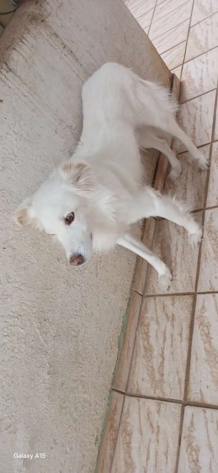 Cachorro ra a SRD-ViraLata idade 6 ou mais anos nome Bolt