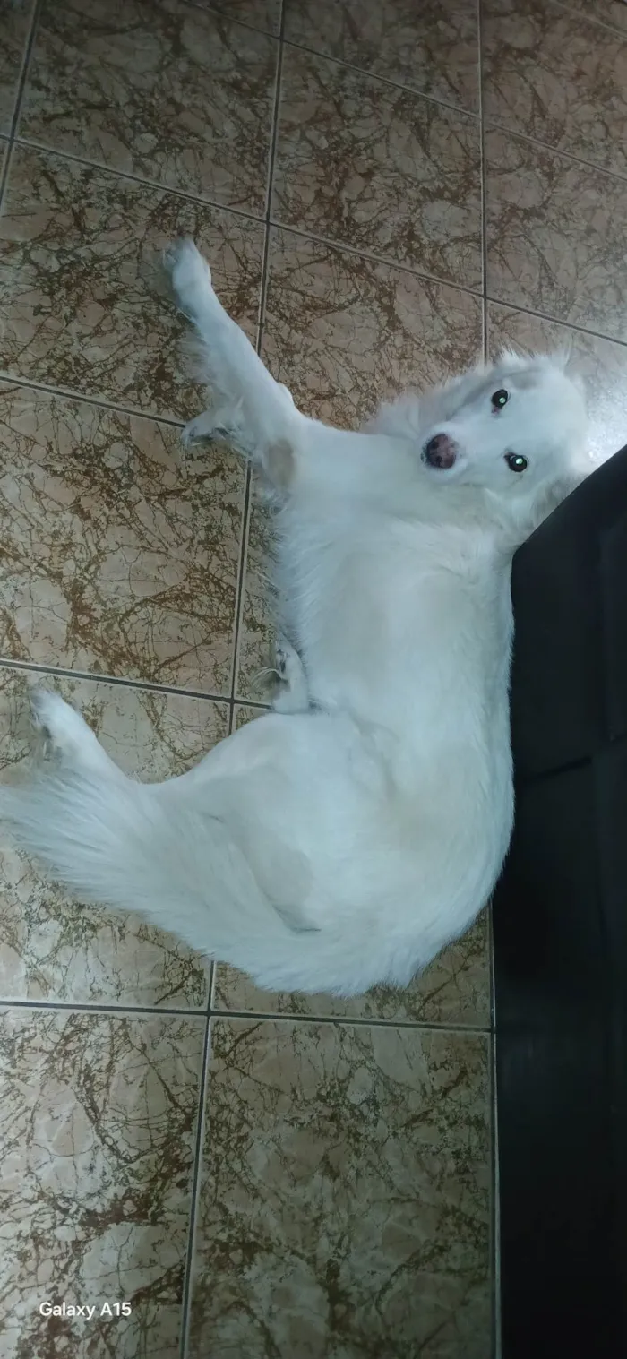 Cachorro ra a SRD-ViraLata idade 6 ou mais anos nome Bolt