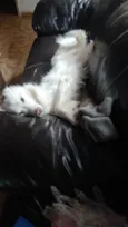 Bolt