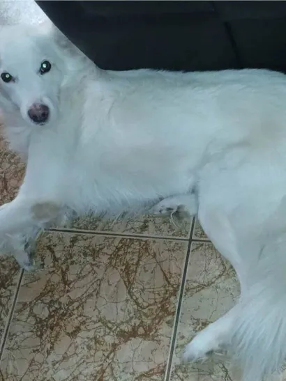 Cachorro raça SRD-ViraLata idade 6 ou mais anos nome Bolt