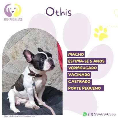 Cachorro raça SRD-ViraLata idade 2 a 6 meses nome Othis