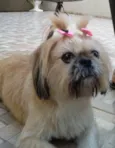 Lessie