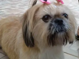 Cachorro raça Shitzu idade 6 ou mais anos nome Lessie