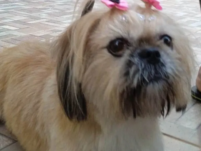 Cachorro ra a Shitzu idade 6 ou mais anos nome Lessie