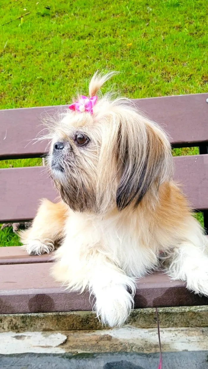 Cachorro ra a Shitzu idade 6 ou mais anos nome Lessie