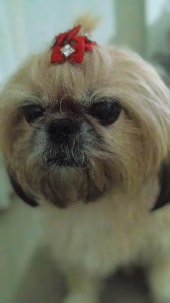 Cachorro ra a Shitzu idade 6 ou mais anos nome Lessie
