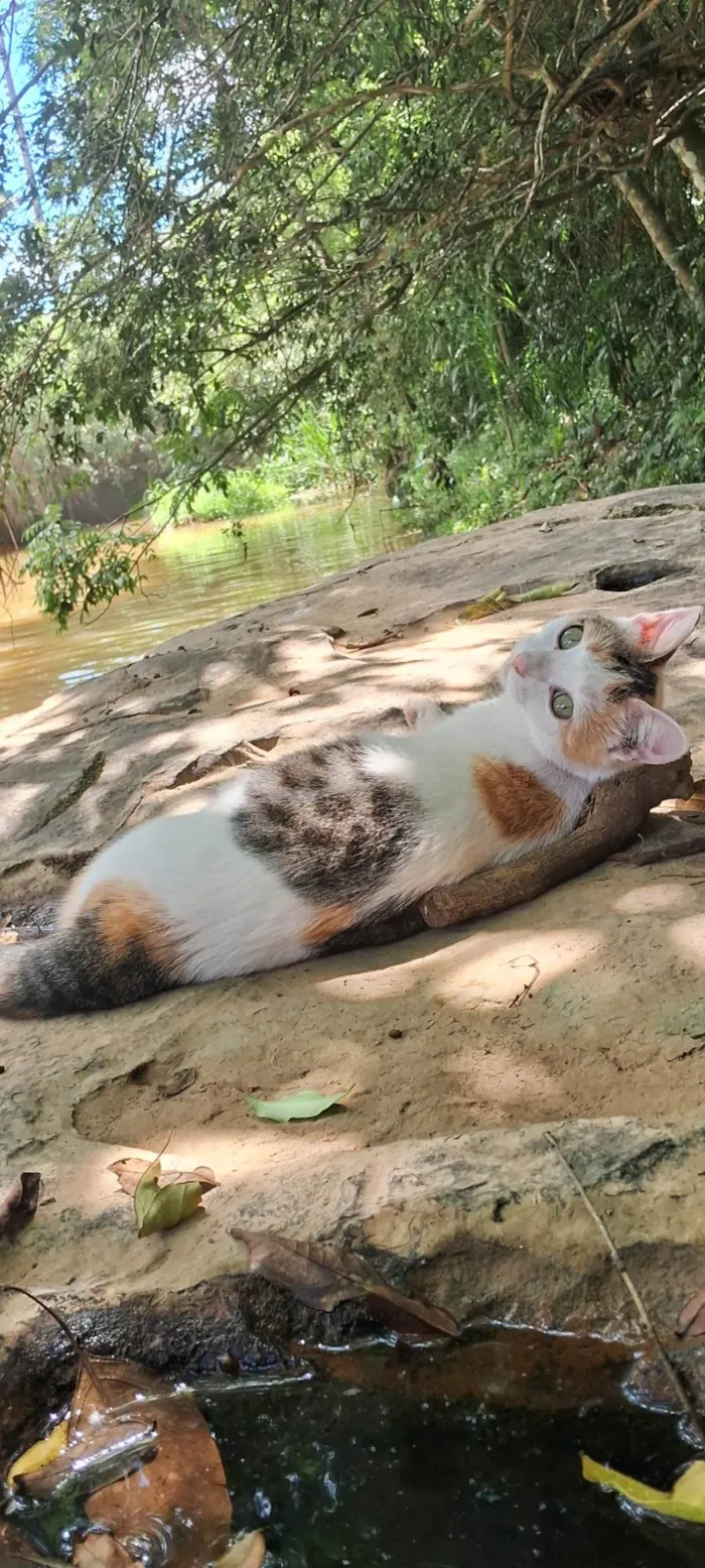 Gato ra a SRD-ViraLata idade 2 anos nome Neve