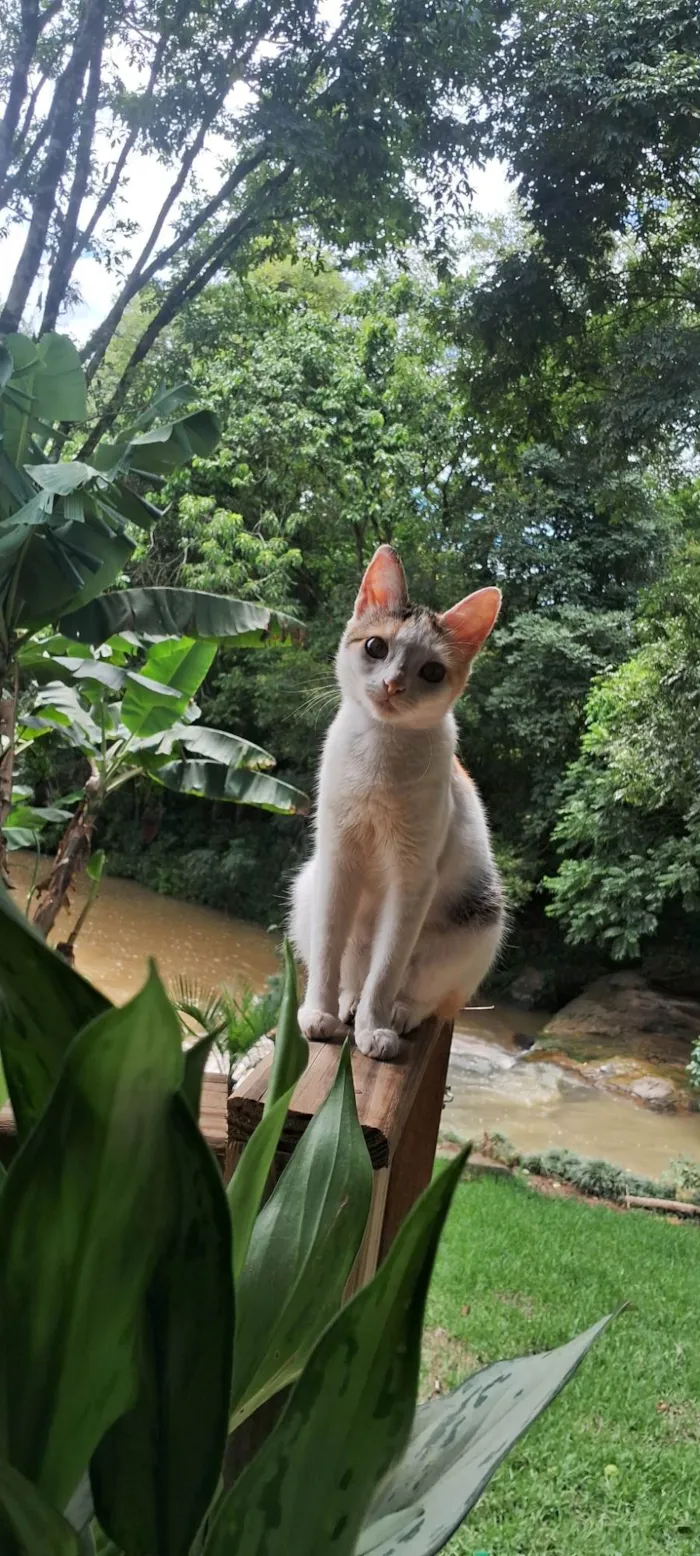 Gato ra a SRD-ViraLata idade 2 anos nome Neve 
