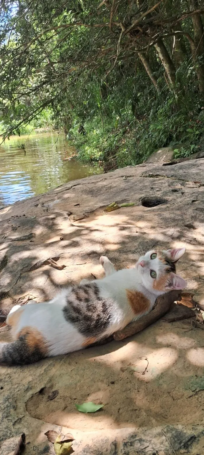 Gato ra a SRD-ViraLata idade 2 anos nome Neve 