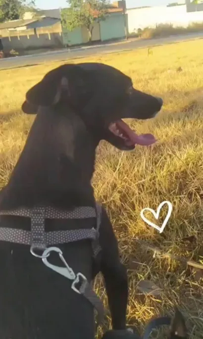 Cachorro raça SRD-ViraLata idade 4 anos nome Nina