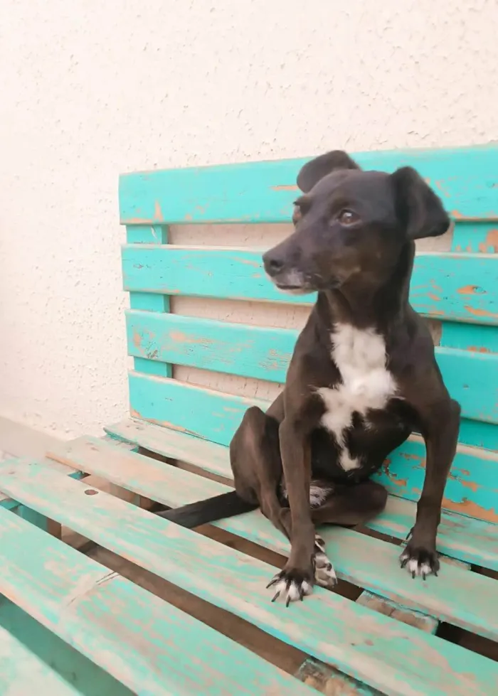 Cachorro ra a SRD-ViraLata idade 4 anos nome Nina