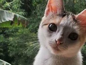 Gato raça SRD-ViraLata idade 2 anos nome Neve 