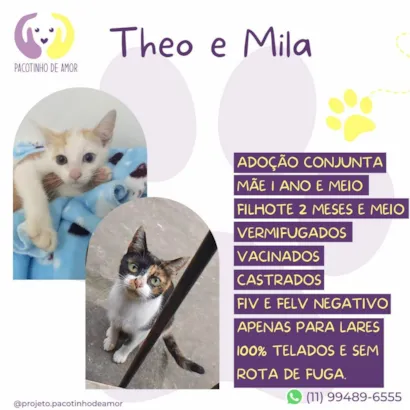 Gato raça SRD-ViraLata idade 1 ano nome Theo e Mila