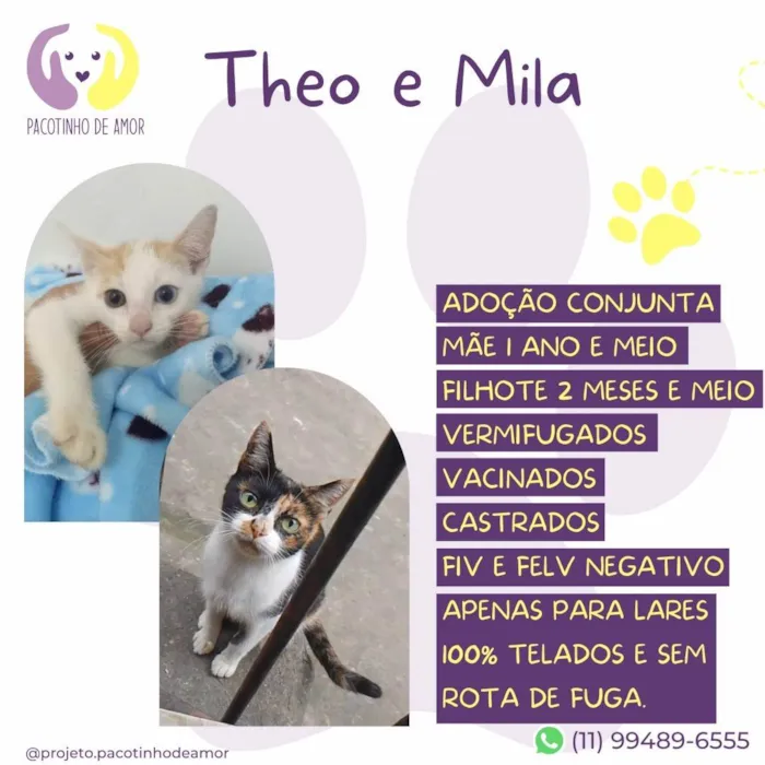 Gato ra a SRD-ViraLata idade 1 ano nome Theo e Mila