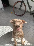 Apollo 