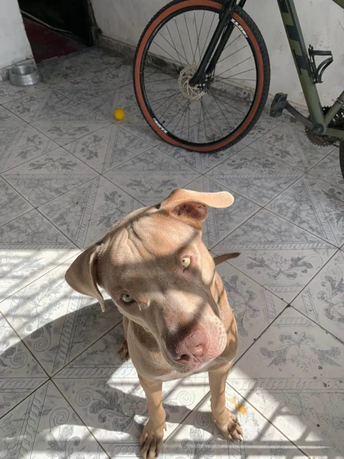 Cachorro ra a Pit-Bull idade 1 ano nome Apollo 