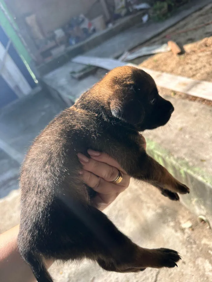 Cachorro ra a SRD-ViraLata idade Abaixo de 2 meses nome Sem nome