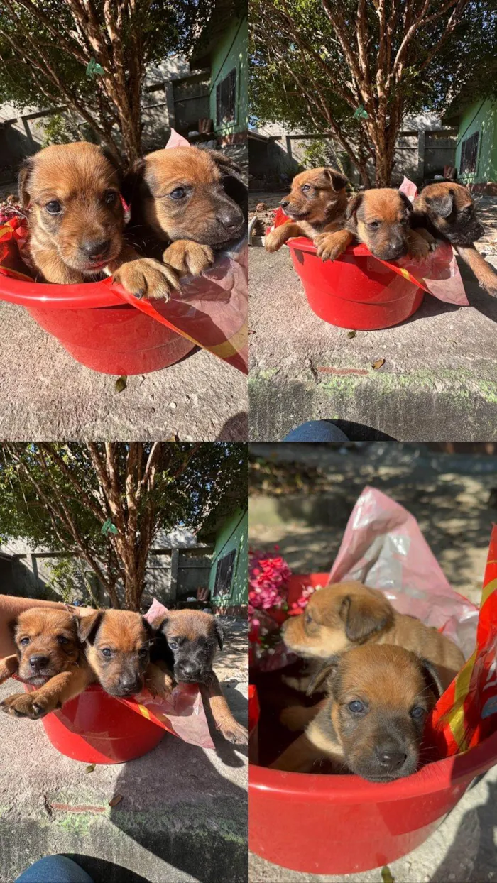 Cachorro ra a SRD-ViraLata idade Abaixo de 2 meses nome Sem nome