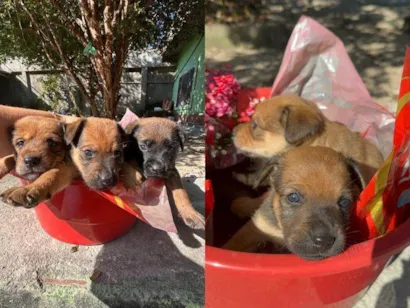 Cachorro raça SRD-ViraLata idade Abaixo de 2 meses nome Sem nome